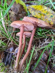 Laccaria laccata