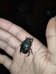 Coprophanaeus cyanescens