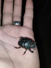 Coprophanaeus cyanescens