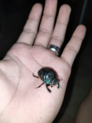Coprophanaeus cyanescens