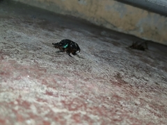 Coprophanaeus cyanescens