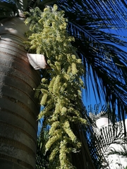 Pseudophoenix vinifera