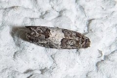 Spilonota laricana