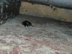 Coprophanaeus cyanescens