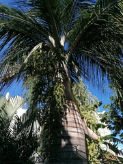 Pseudophoenix vinifera