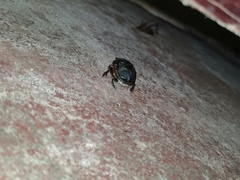 Coprophanaeus cyanescens