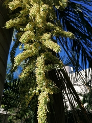 Pseudophoenix vinifera