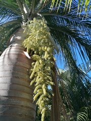 Pseudophoenix vinifera