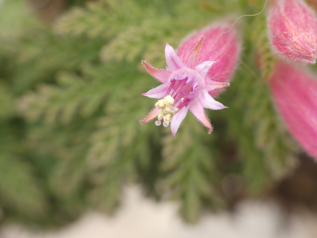 Malesherbia tocopillana