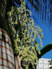 Pseudophoenix vinifera