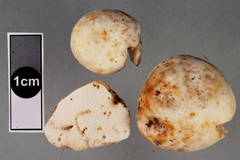 Russula parvisaxoides