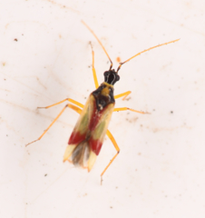 Tupiocoris californicus