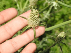 Eryngium coronatum