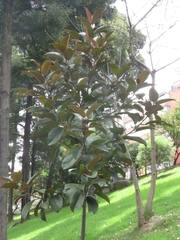 Ficus tequendamae
