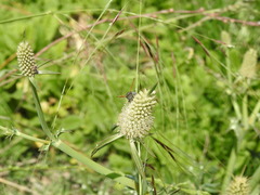 Eryngium coronatum