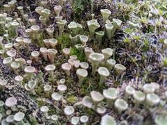 Cladonia
