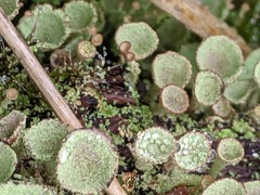 Cladonia