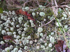 Cladonia