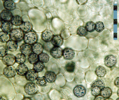 Russula parvisaxoides