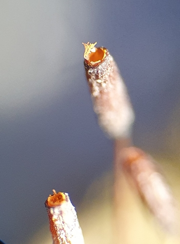 Image of Rigid Screw Moss (Aloina rigida) by no rights reserved