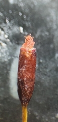 Aloina rigida