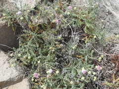 Polyachyrus sphaerocephalus