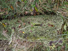 Cladonia