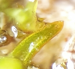 Aloina rigida