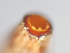 Aloina rigida