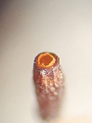 Aloina rigida