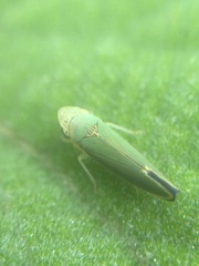 Graphogonalia evagorata