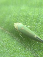 Graphogonalia evagorata