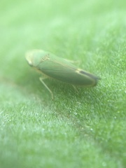 Graphogonalia evagorata