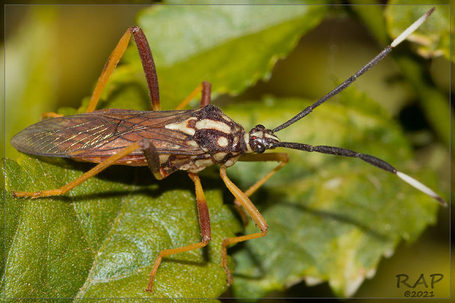 Holhymenia histrio