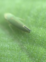 Graphogonalia evagorata