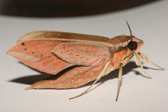 Xylophanes libya