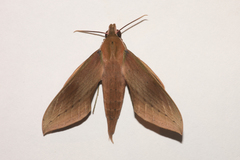 Xylophanes libya