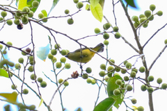 Euphonia affinis