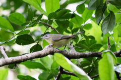 Vireo philadelphicus