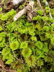 Mniodendron colensoi