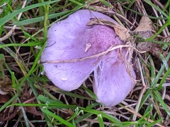 Inocybe lilacina