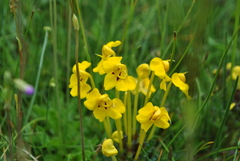 Pedicularis longiflora