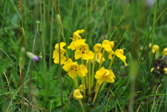 Pedicularis longiflora