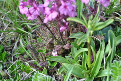 Pedicularis kansuensis