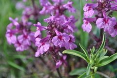 Pedicularis kansuensis