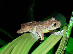 Bokermannohyla circumdata