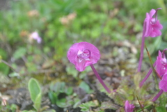 Pedicularis siphonantha