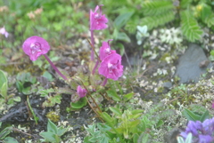 Pedicularis siphonantha