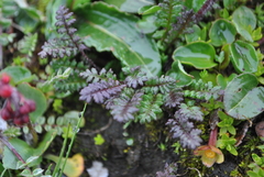 Pedicularis tatsienensis