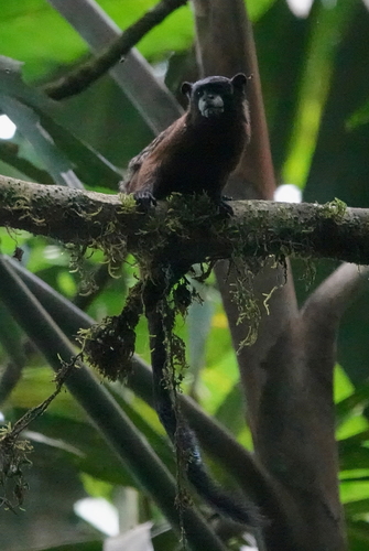 Lesson’s Saddle-back Tamarin